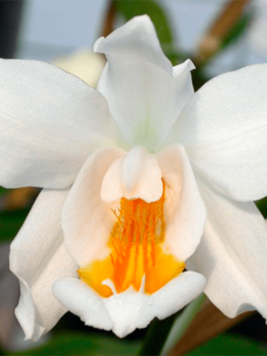 Coelogyne cristata