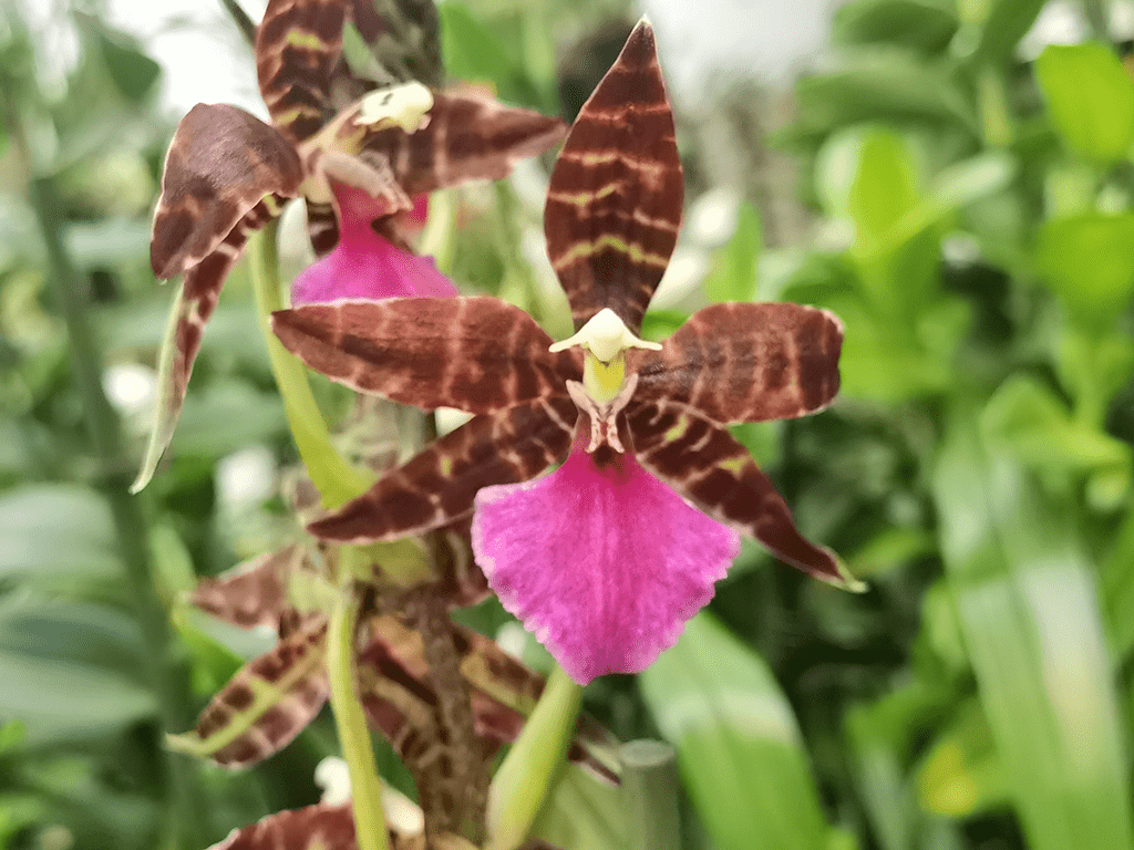 Colmanara-Mini-Massai-1-1