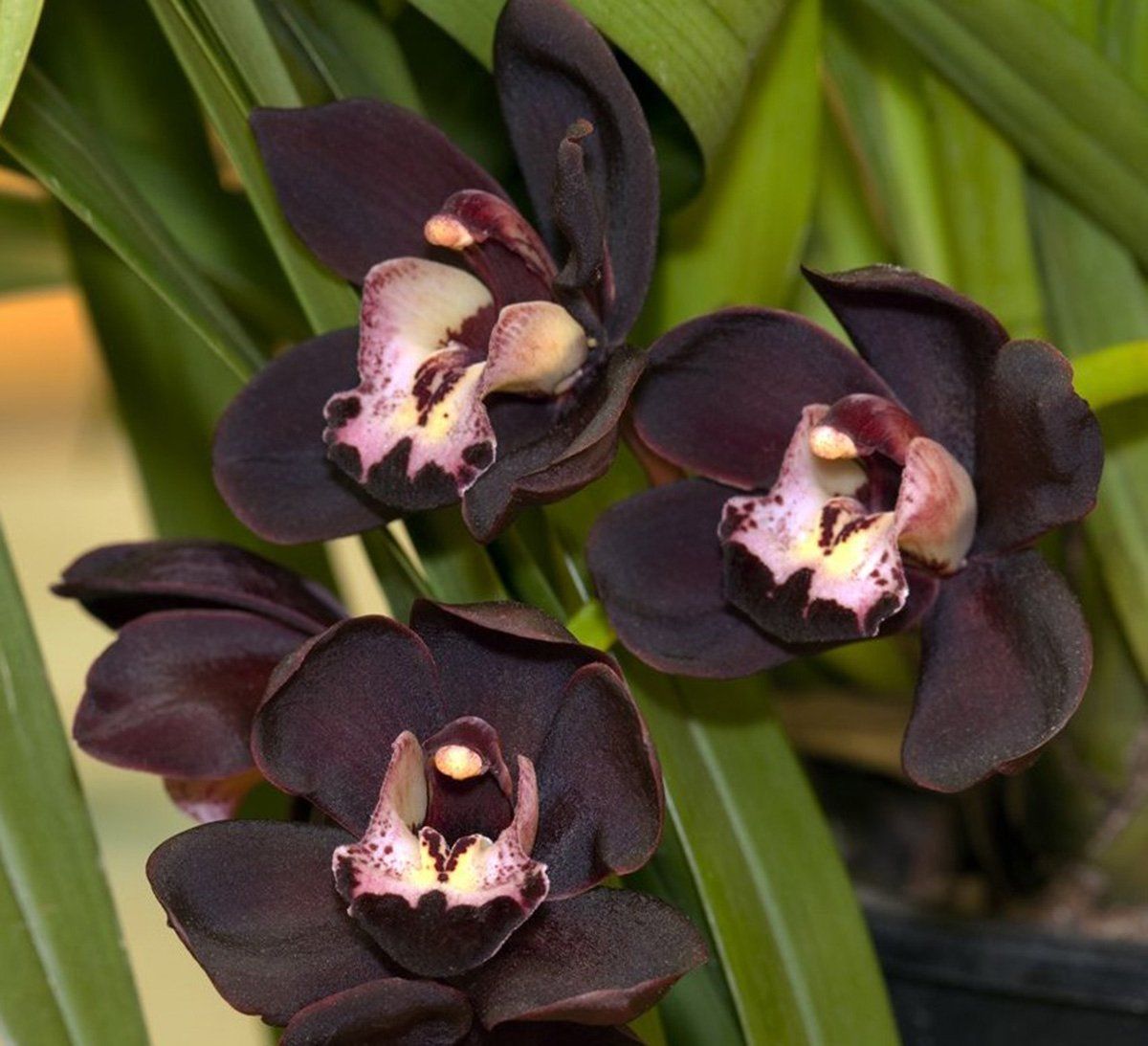 Cymbidium-kiwi-midnight28129-1-1