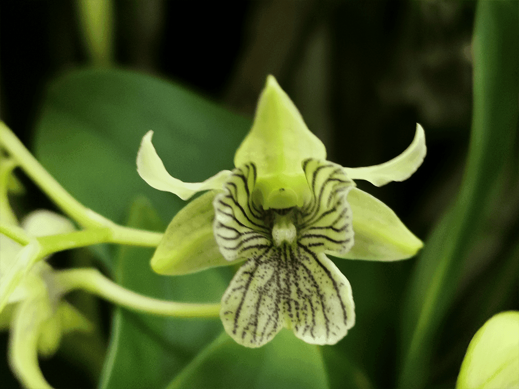 Dendrobium abberans x polysema