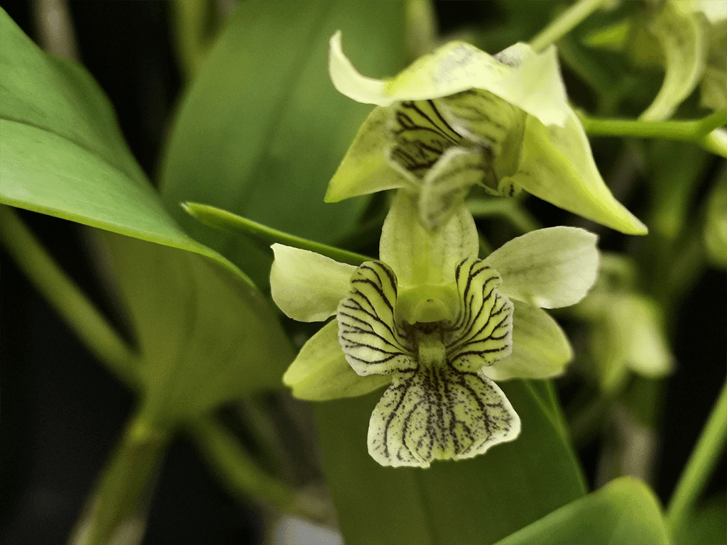 Dendrobium abberans x polysema - Image 4