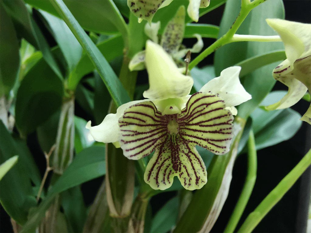 Dendrobium abberans x polysema - Image 3