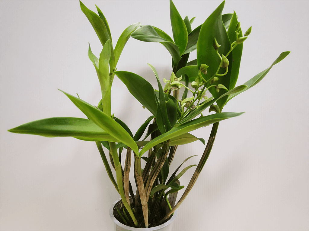 Dendrobium abberans x polysema - Image 2