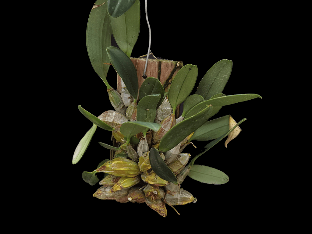 Dendrobium-lindleyi-02-1-1