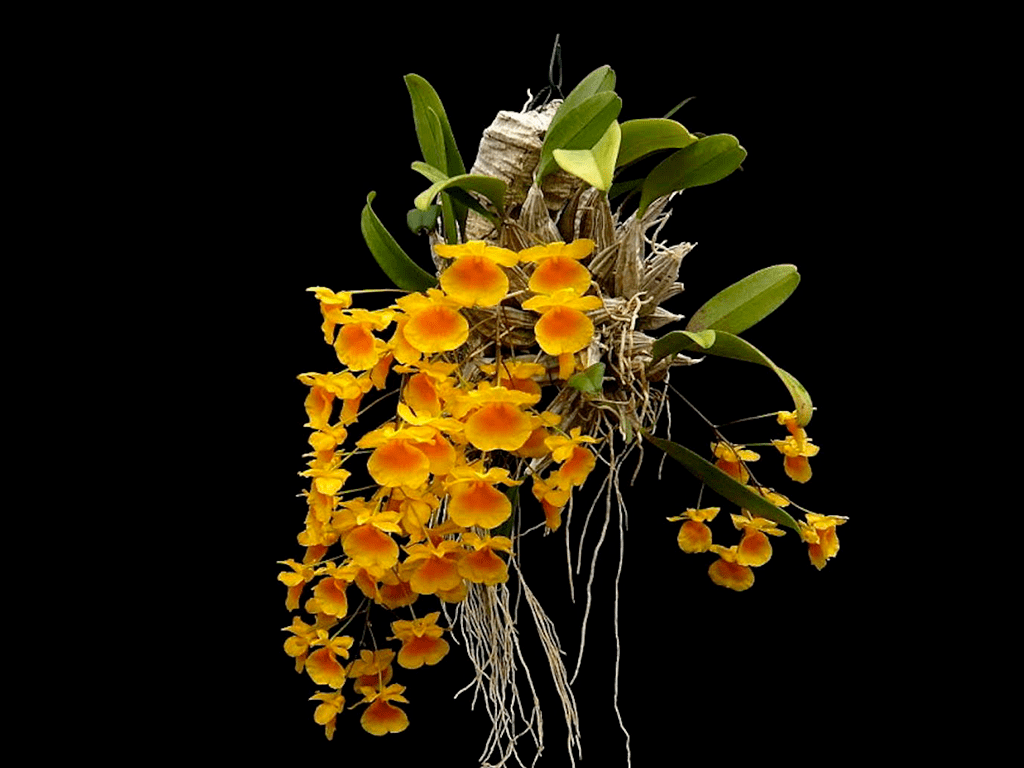 Dendrobium-lindleyi-03-1-1