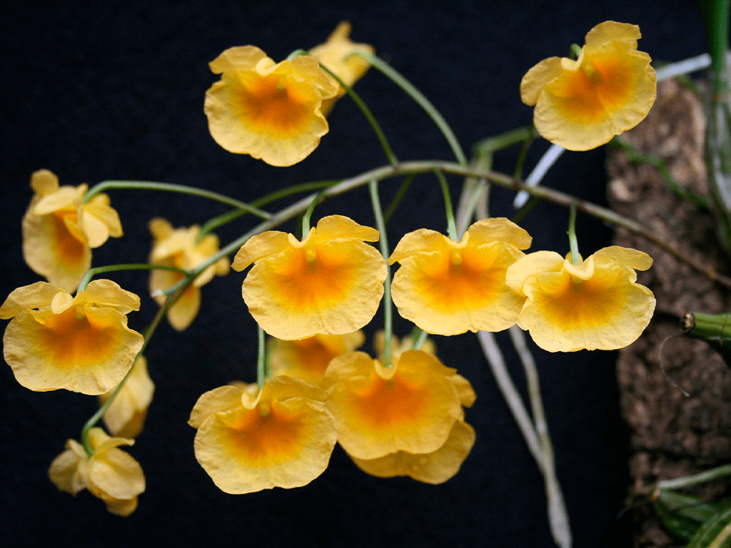 Dendrobium-lindleyi-04-1-1