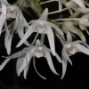 Dendrobium speciosum x jonesii
