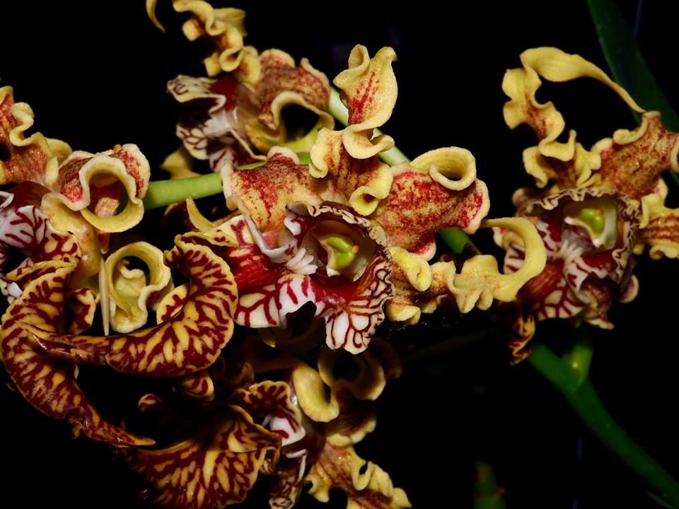 Dendrobium-spectabile-1-1
