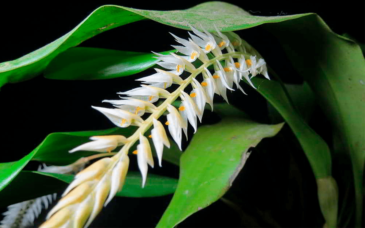 Dendrochilum-glumaceum-01-1-1