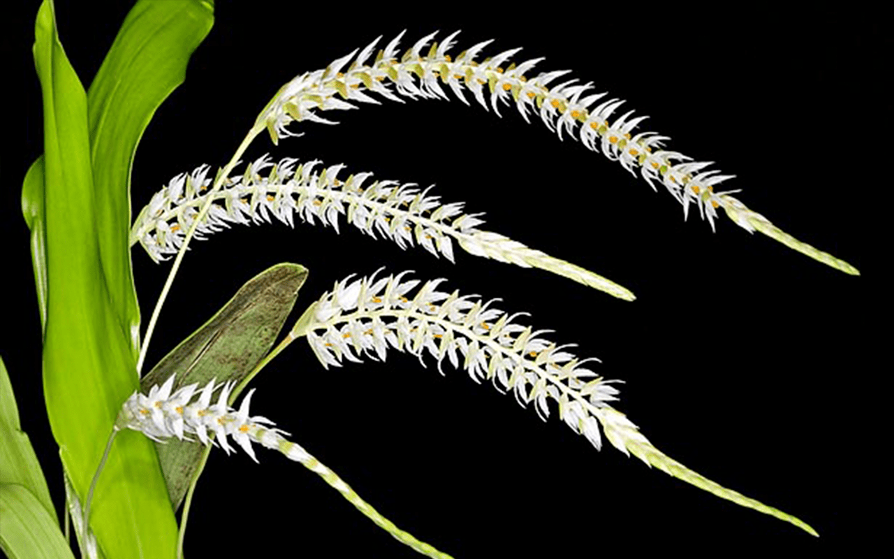Dendrochilum-glumaceum-02-1-1