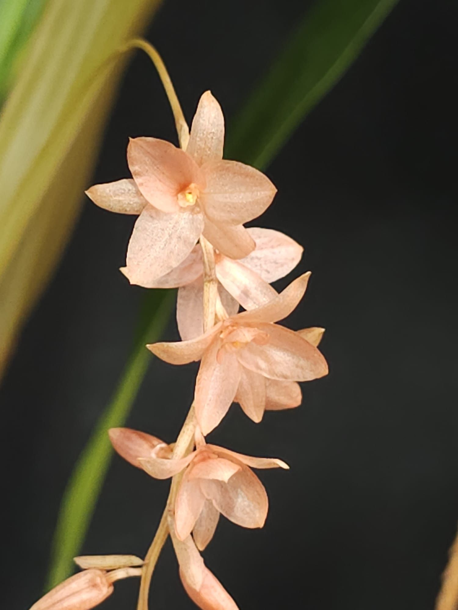 Dendrochilum new spp Red