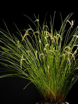 Dendrochilum tenellum