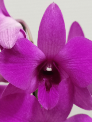 Denphal Pink Party