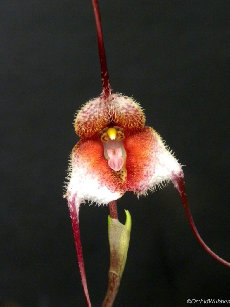 Dracula posadarum