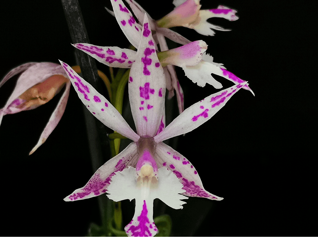 Epi. criniferum x Barkeria spectabilis - Image 5
