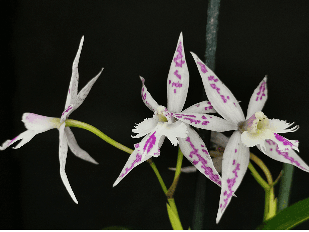 Epi. criniferum x Barkeria spectabilis - Image 4