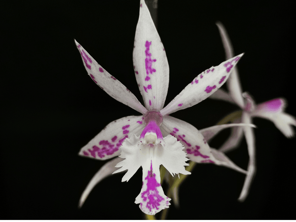 Epi. criniferum x Barkeria spectabilis