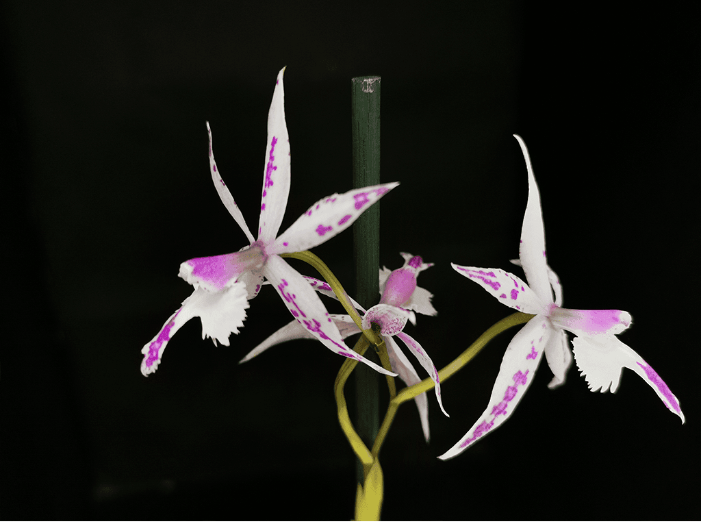 Epi. criniferum x Barkeria spectabilis - Image 3