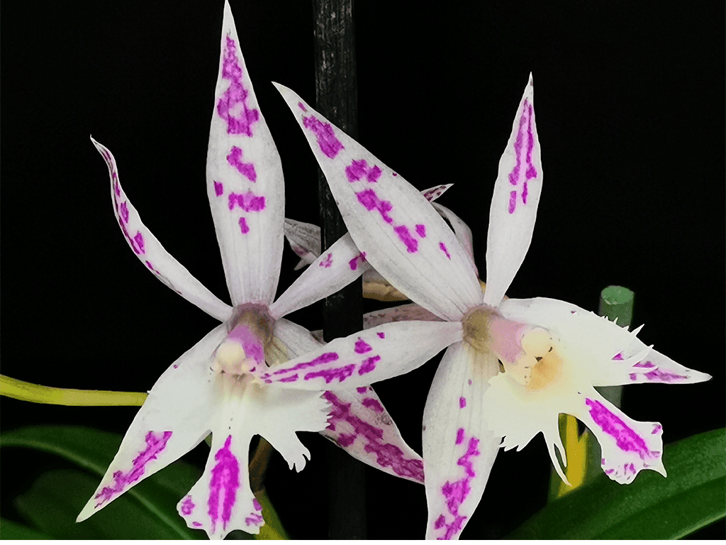 Epi. criniferum x Barkeria spectabilis - Image 2