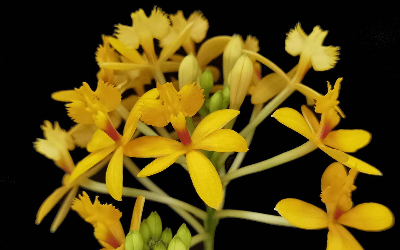 Epidendrum-Ballerina-Yellow-02-1-1