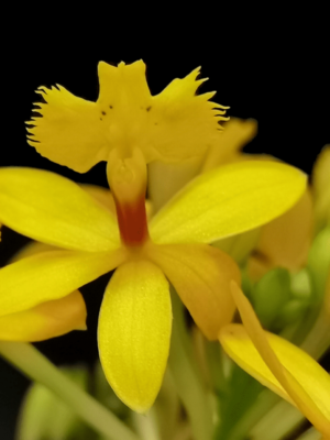Epidendrum Ballerina 'Yellow'