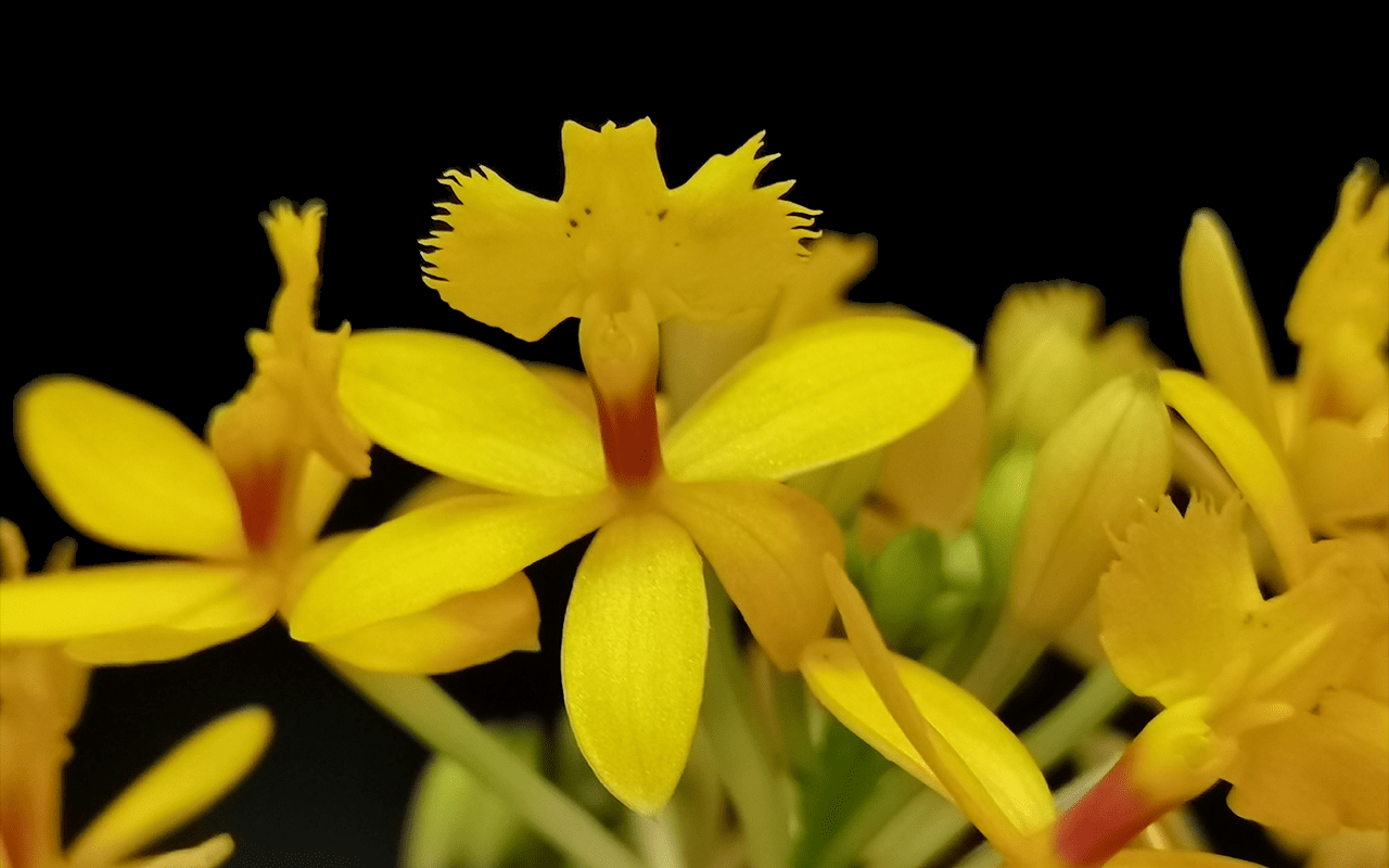 Epidendrum-Ballerina-Yellow-03-1-1