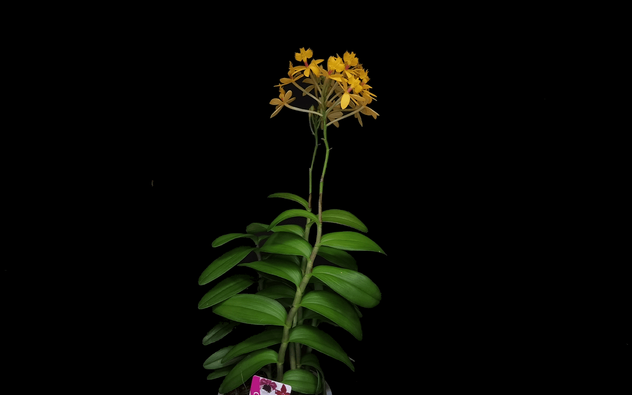 Epidendrum-Ballerina-Yellow-04-1-1