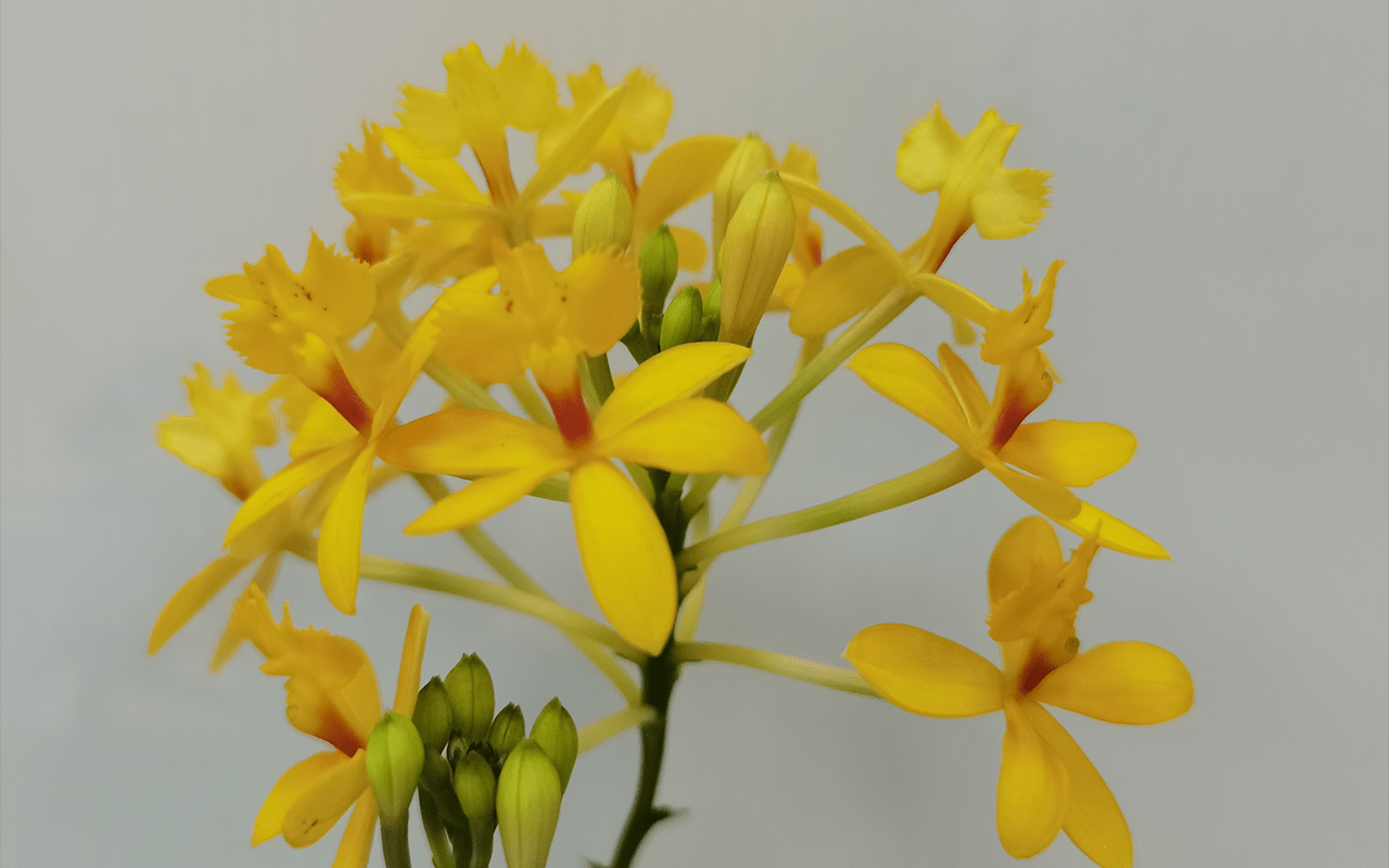 Epidendrum-Ballerina-Yellow-1-1