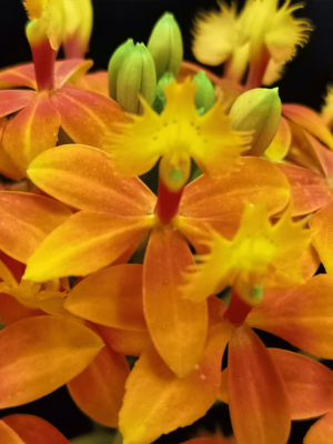 Epi. Ibaguense Laranja Miniatura