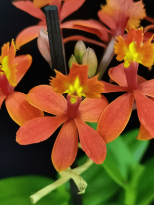 Epidendrum Ibaguense 'Red'