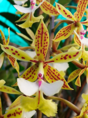 Epidendrum stamfordianum