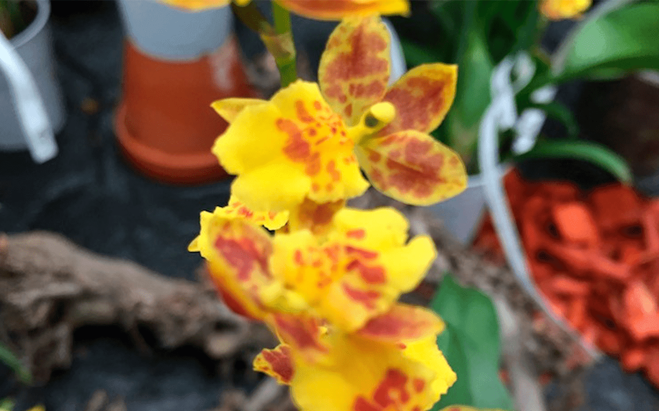 Howeara Chian Tzy Lovely 'Golden Bug'