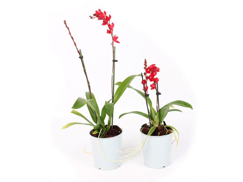 Howerara-lava-burts-02-1-1