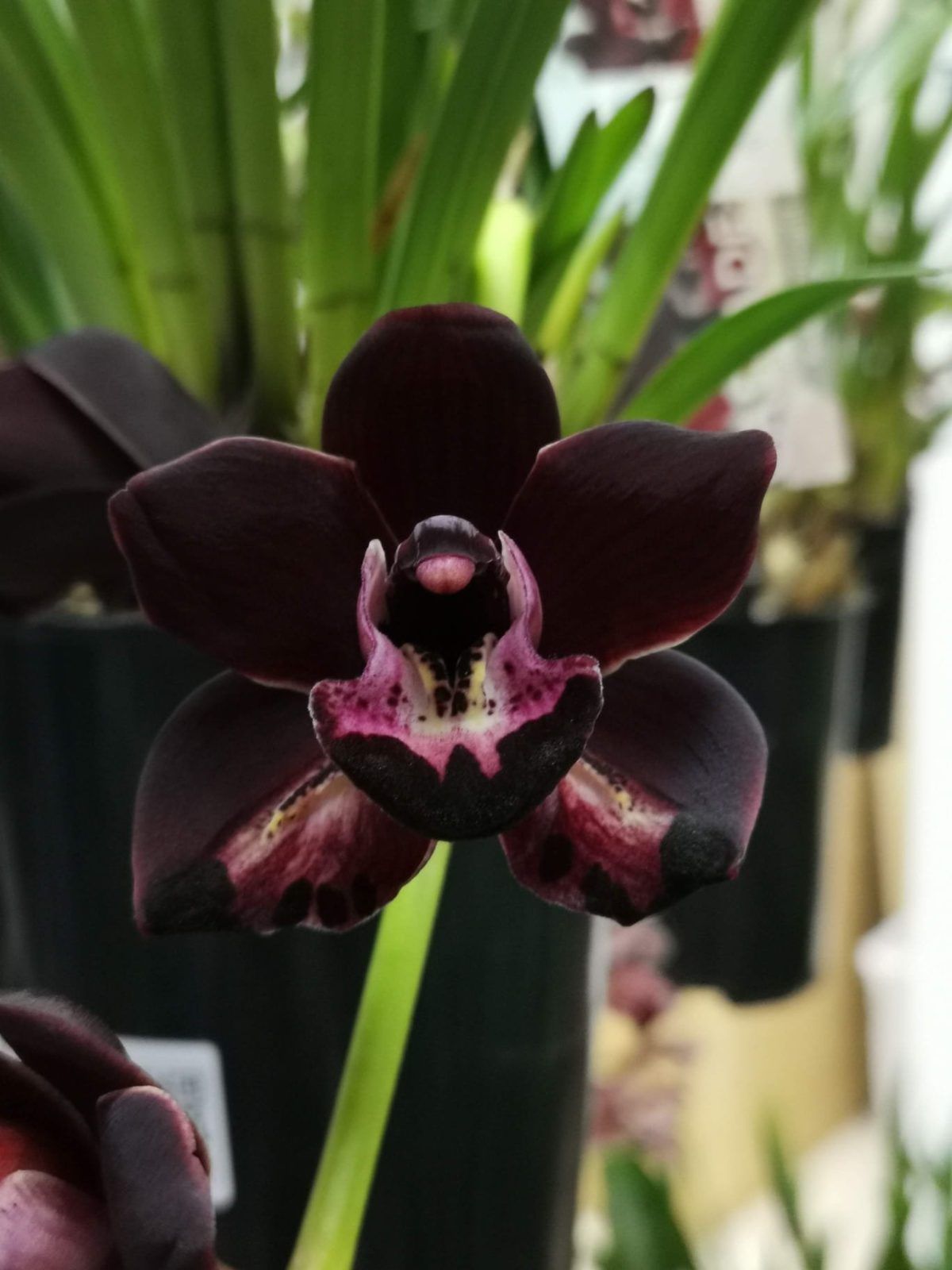 IMG-20211130-WA0005-1-1