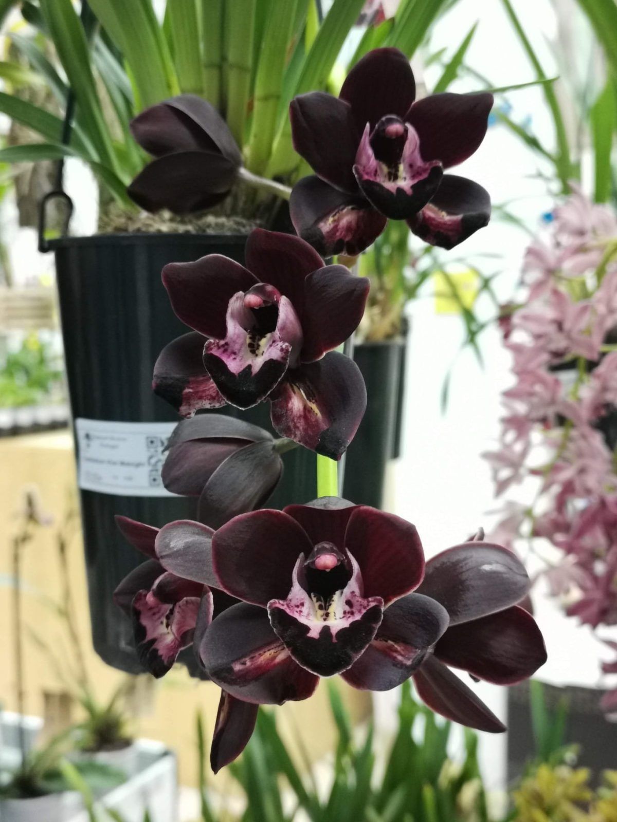 IMG-20211130-WA0006-1-1