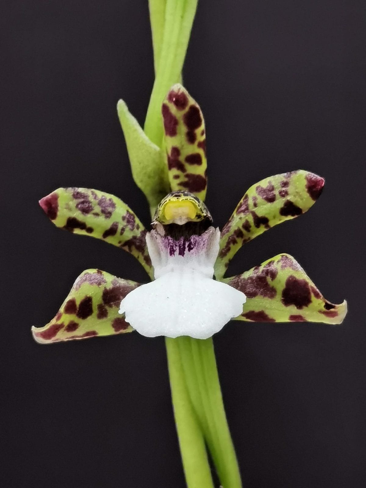 Zygopetalum microphytum