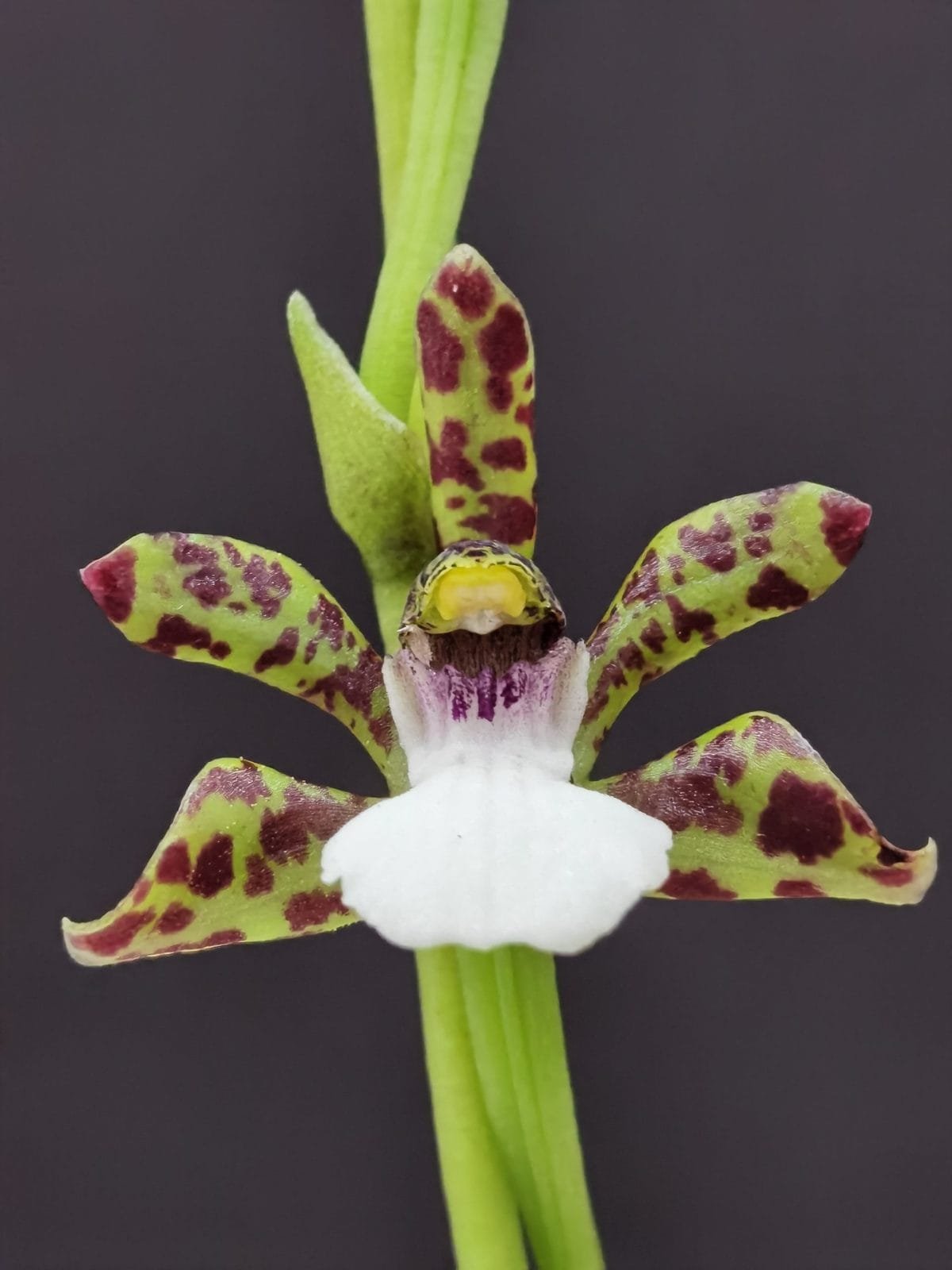 Zygopetalum microphytum - Image 2