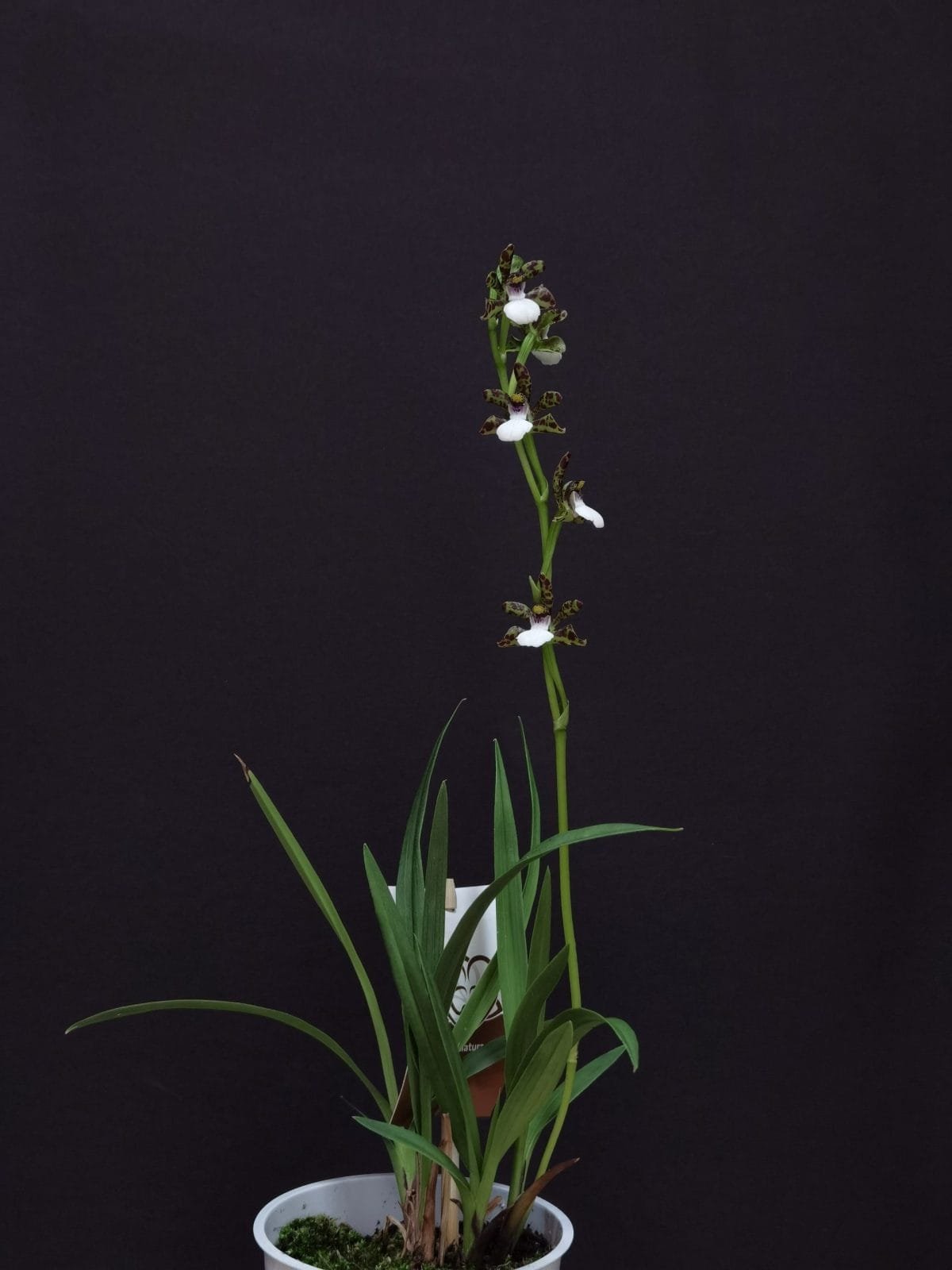 Zygopetalum microphytum - Image 3