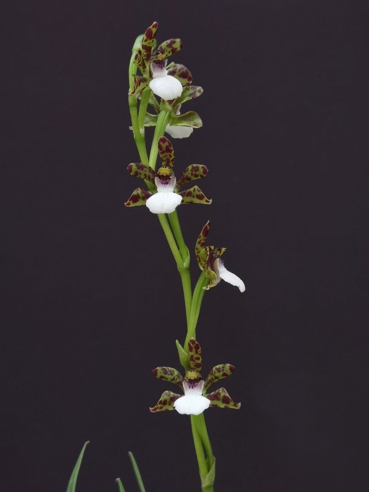 Zygopetalum microphytum - Image 4