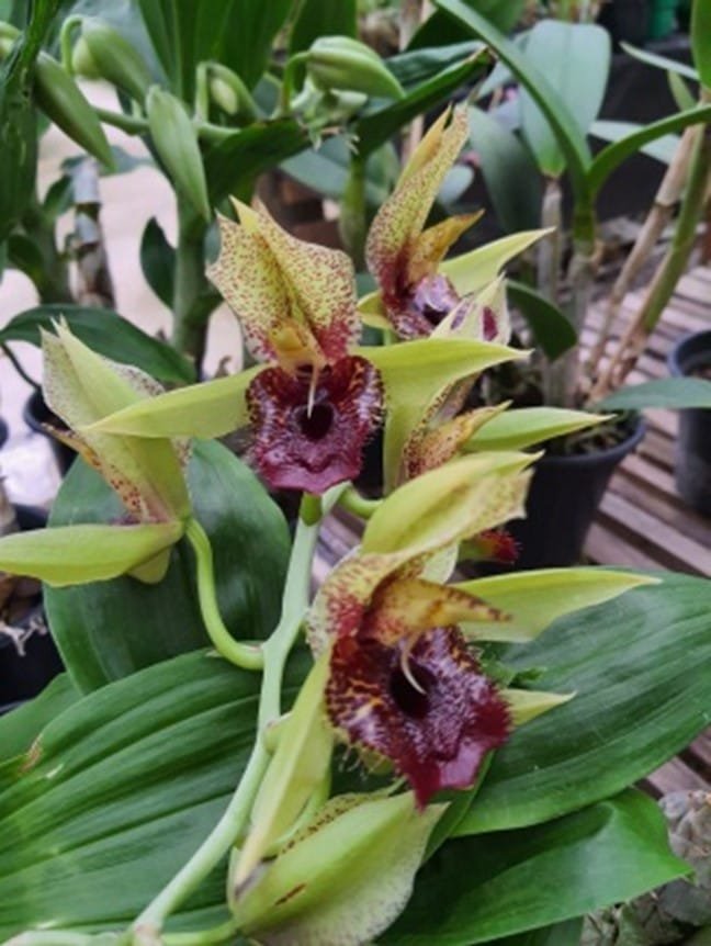 Catassetum Green Dragon