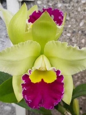 Blc. Pratum Green