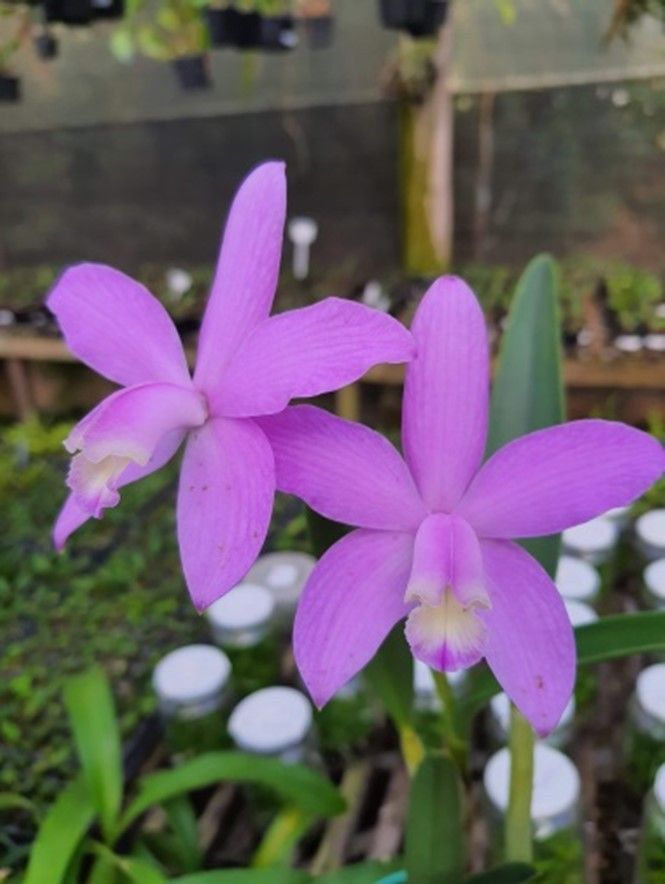 Slc Orpeti x Hoff. rupestris