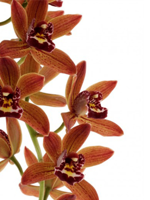 Cymbidium Indian Summer