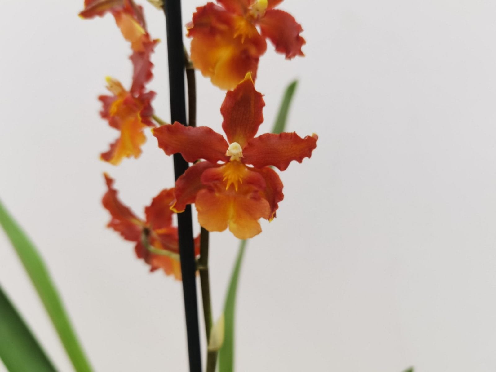 Colmanara Catathante 'Pacific'