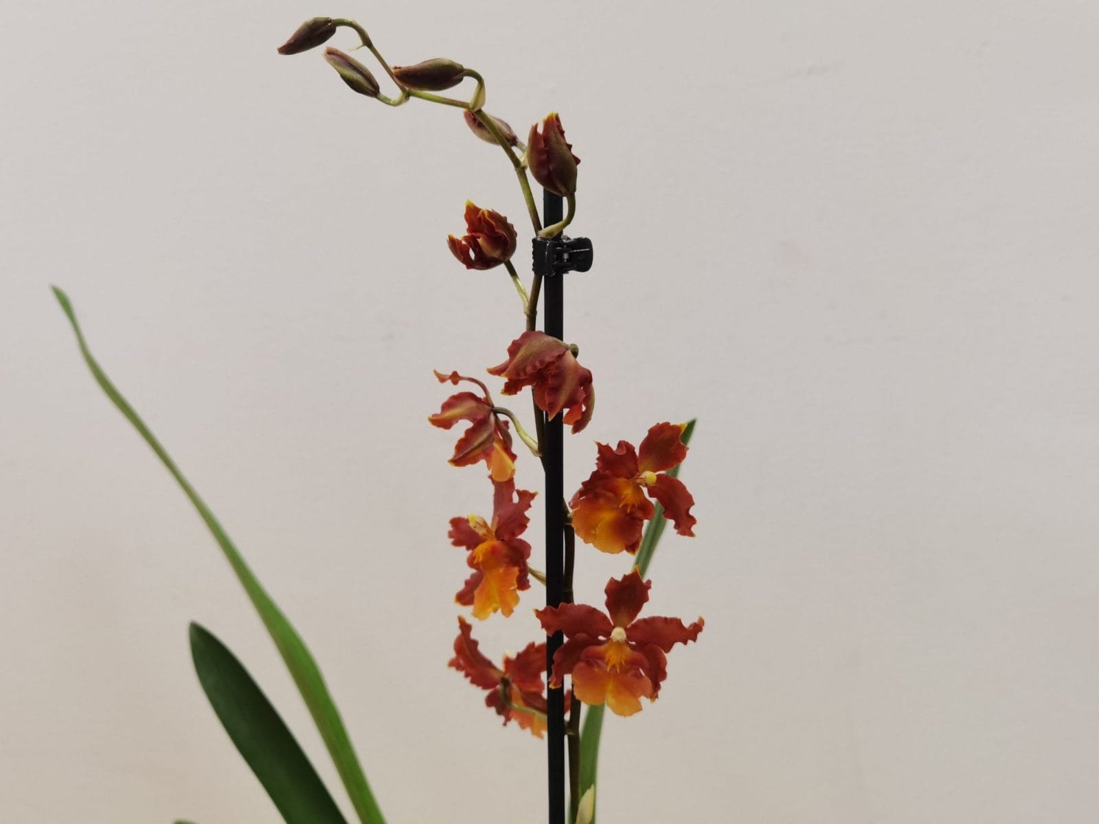 Colmanara Catathante 'Pacific' - Image 2