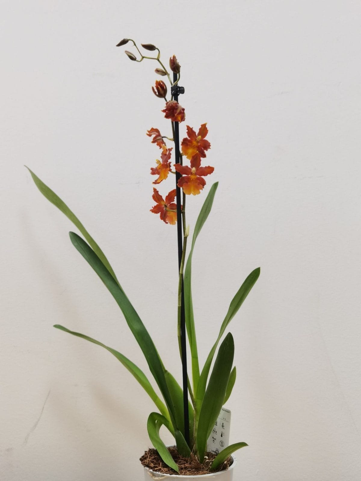 Colmanara Catathante 'Pacific' - Image 4