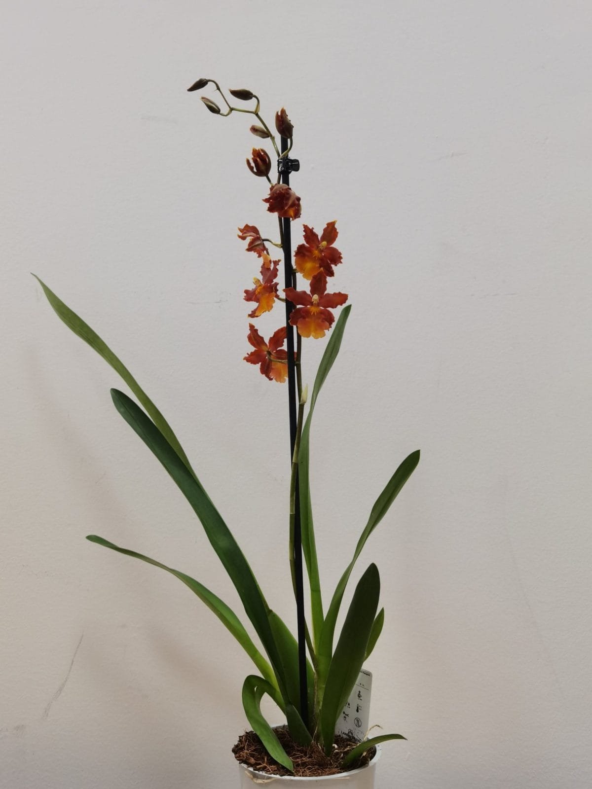 Colmanara Catathante 'Pacific' - Image 3