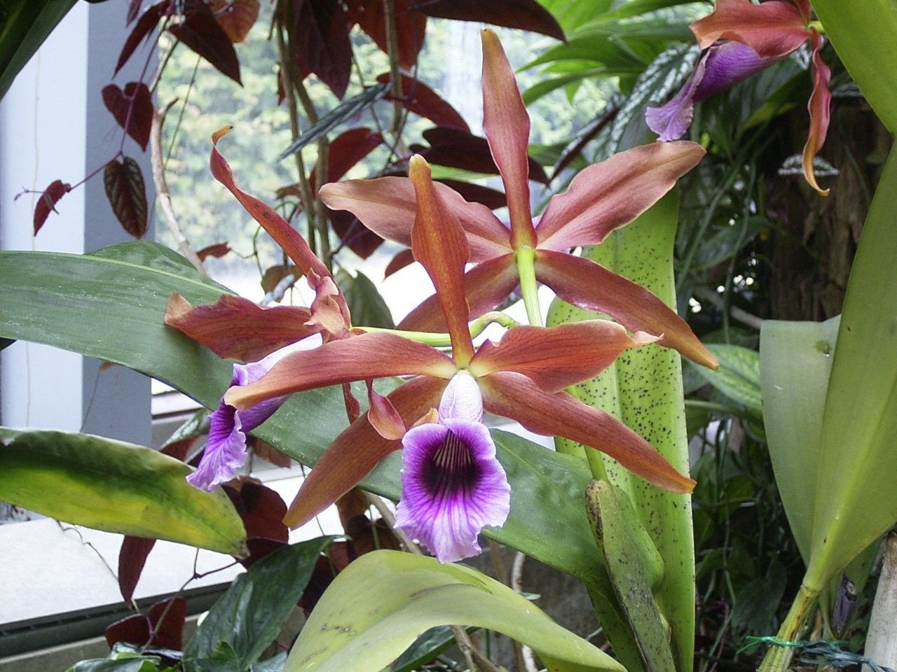 LAELIA-TENEBROSA-1-1