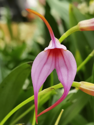 Masdevallia Sephi Orion