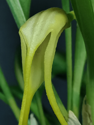 Masdevallia chasei